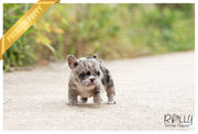 Rolly Teacup Puppies (SOLD to Chen) Rolly - French. F.