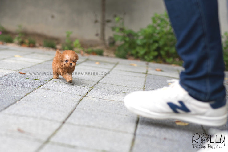 Rolly Teacup Puppies (SOLD to Hunca) Rosie - Poodle. F.
