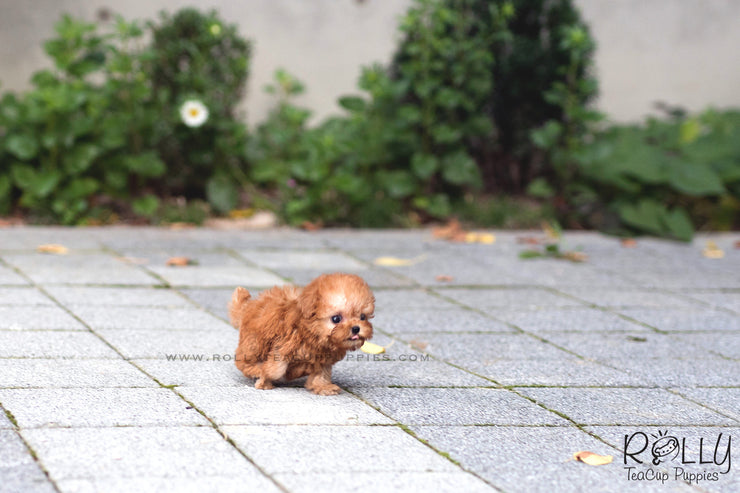 Rolly Teacup Puppies (SOLD to Hunca) Rosie - Poodle. F.