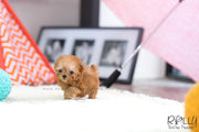 Rolly Teacup Puppies (SOLD to Hunca) Rosie - Poodle. F.