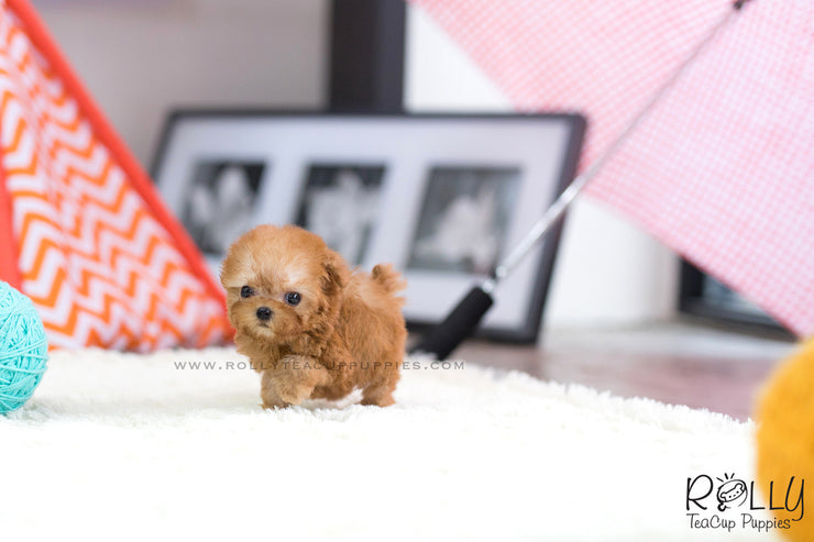 Rolly Teacup Puppies (SOLD to Hunca) Rosie - Poodle. F.