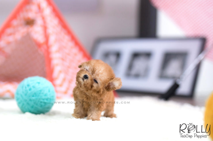 Rolly Teacup Puppies (SOLD to Hunca) Rosie - Poodle. F.
