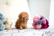 Rolly Teacup Puppies (SOLD to Hunca) Rosie - Poodle. F.
