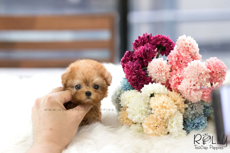 Rolly Teacup Puppies (SOLD to Hunca) Rosie - Poodle. F.