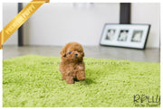 Rolly Teacup Puppies (SOLD to Hill) Roxie - Poodle. F.