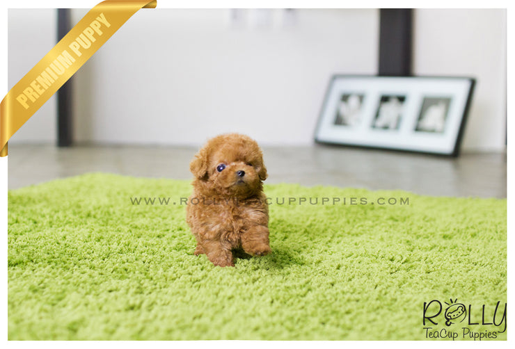 Rolly Teacup Puppies (SOLD to Hill) Roxie - Poodle. F.