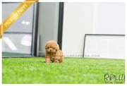 Rolly Teacup Puppies (SOLD to Hill) Roxie - Poodle. F.