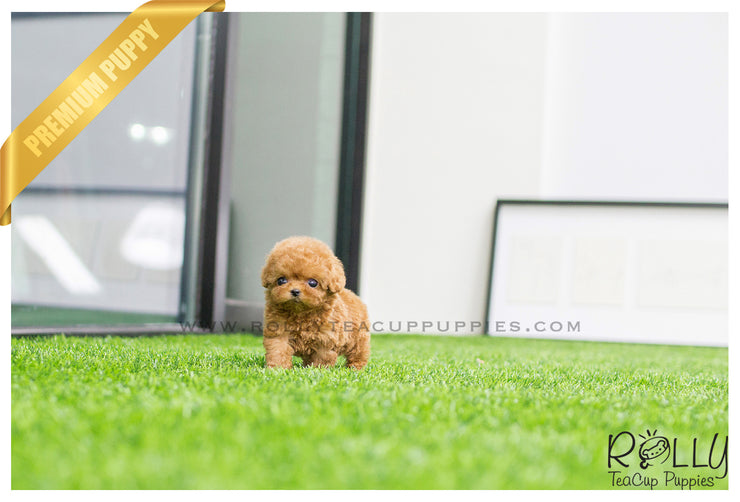 Rolly Teacup Puppies (SOLD to Hill) Roxie - Poodle. F.