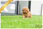 Rolly Teacup Puppies (SOLD to Hill) Roxie - Poodle. F.