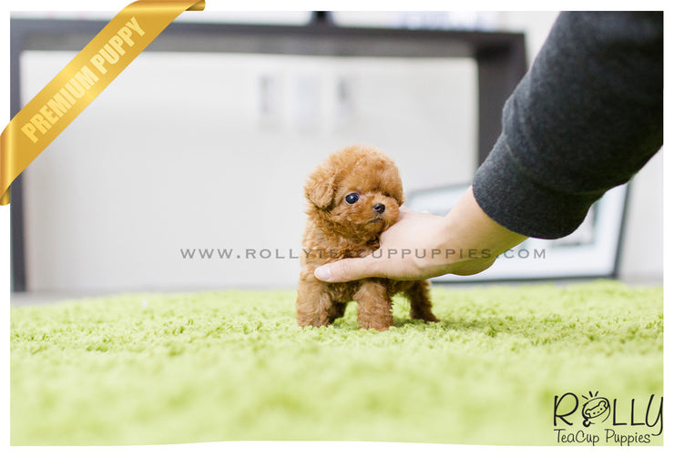 Rolly Teacup Puppies (SOLD to Hill) Roxie - Poodle. F.