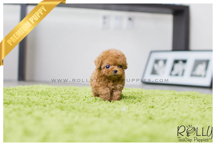 Rolly Teacup Puppies (SOLD to Hill) Roxie - Poodle. F.