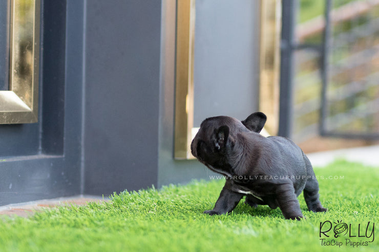 Rolly Teacup Puppies (SOLD to Roy) Roxy - French Bulldog. F.