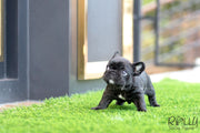 Rolly Teacup Puppies (SOLD to Roy) Roxy - French Bulldog. F.