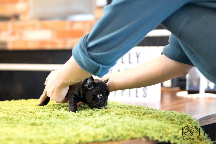 Rolly Teacup Puppies (SOLD to Roy) Roxy - French Bulldog. F.