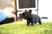 Rolly Teacup Puppies (SOLD to Roy) Roxy - French Bulldog. F.