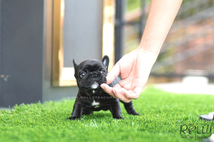 Rolly Teacup Puppies (SOLD to Roy) Roxy - French Bulldog. F.