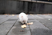 Rolly Teacup Puppies ROXY - FEMALE (PURCHASED  by KUNST).
