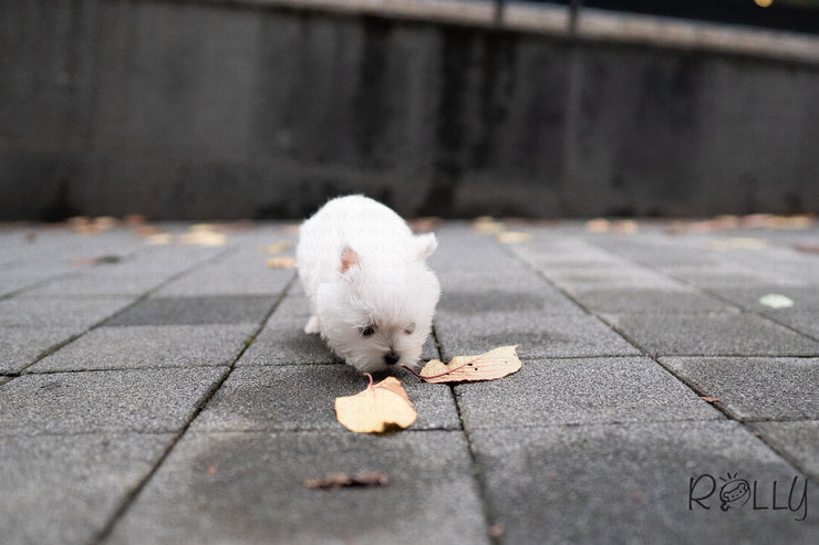 Rolly Teacup Puppies ROXY - FEMALE (PURCHASED  by KUNST).