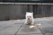 Rolly Teacup Puppies ROXY - FEMALE (PURCHASED  by KUNST).