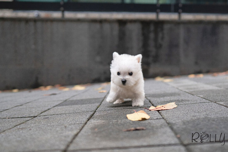 Rolly Teacup Puppies ROXY - FEMALE (PURCHASED  by KUNST).