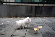Rolly Teacup Puppies ROXY - FEMALE (PURCHASED  by KUNST).
