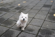 Rolly Teacup Puppies ROXY - FEMALE (PURCHASED  by KUNST).