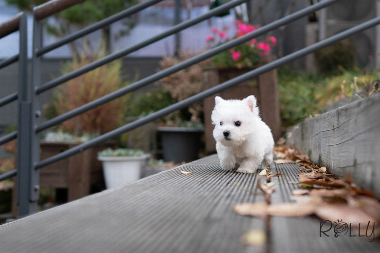 Rolly Teacup Puppies ROXY - FEMALE (PURCHASED  by KUNST).