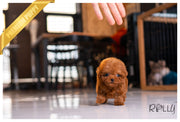Rolly Teacup Puppies (PURCHASED by Harrison) RUBY - Poodle. F.