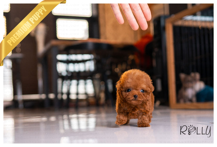 Rolly Teacup Puppies (PURCHASED by Harrison) RUBY - Poodle. F.