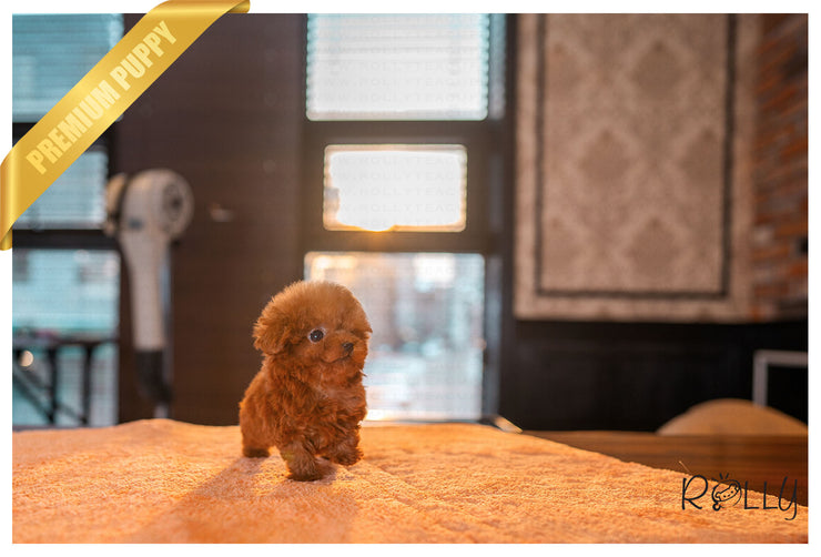 Rolly Teacup Puppies (PURCHASED by Harrison) RUBY - Poodle. F.