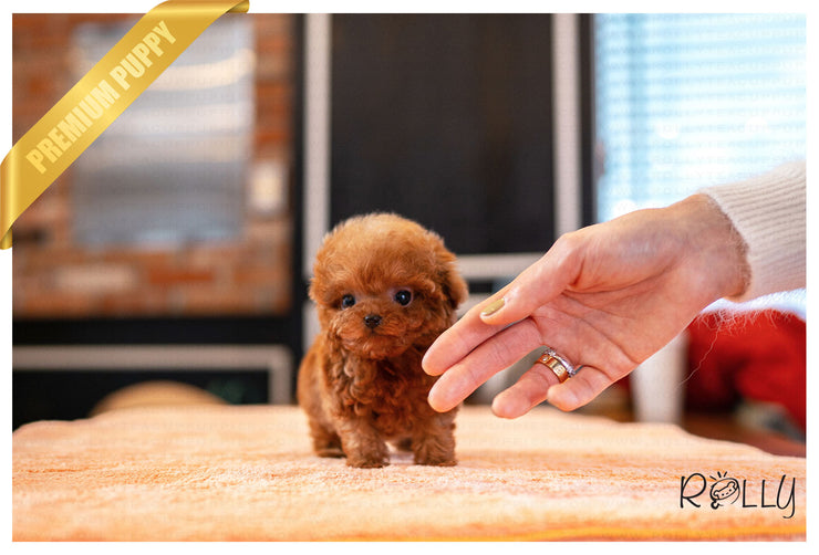 Rolly Teacup Puppies (PURCHASED by Harrison) RUBY - Poodle. F.