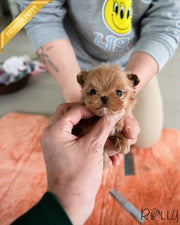 SABINE - FEMALE (PURCHASED by CHIU)