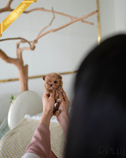 SABINE - FEMALE (PURCHASED by CHIU)