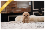 Rolly Teacup Puppies SANDY - FEMALE (PURCHASED by CHEUNG).