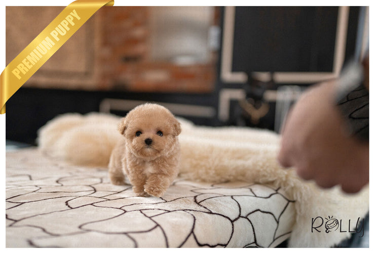Rolly Teacup Puppies SANDY - FEMALE (PURCHASED by CHEUNG).
