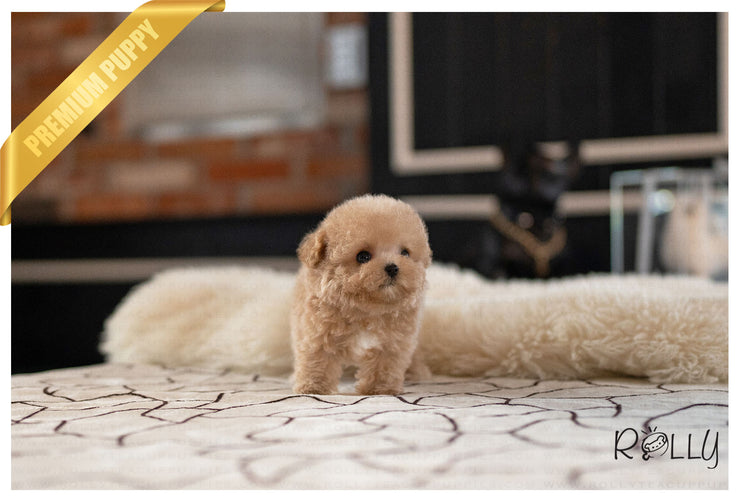 Rolly Teacup Puppies SANDY - FEMALE (PURCHASED by CHEUNG).