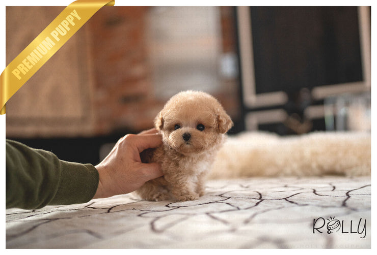 Rolly Teacup Puppies SANDY - FEMALE (PURCHASED by CHEUNG).