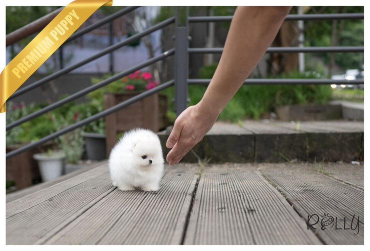 Rolly Teacup Puppies (PURCHASED by Mendoza) SIERRA - Pomeranian. F.