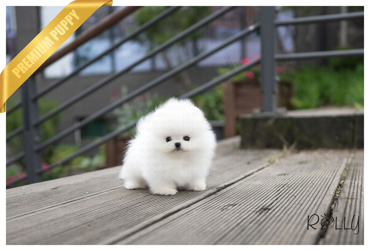 Rolly Teacup Puppies (PURCHASED by Mendoza) SIERRA - Pomeranian. F.