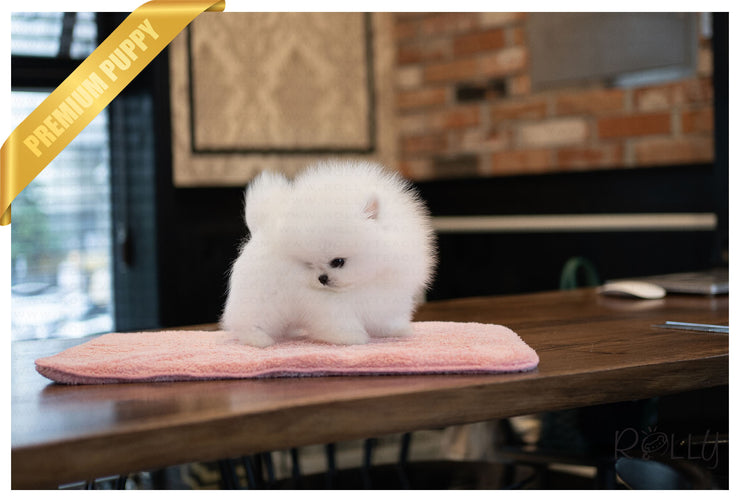 Rolly Teacup Puppies (PURCHASED by Mendoza) SIERRA - Pomeranian. F.