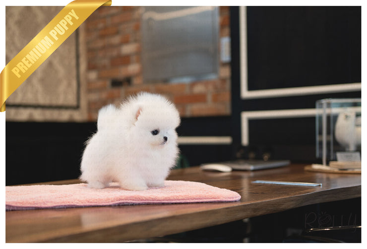 Rolly Teacup Puppies (PURCHASED by Mendoza) SIERRA - Pomeranian. F.