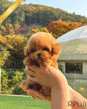 Rolly Teacup Puppies SIERRA - FEMALE (PURCHASED by CHOI).