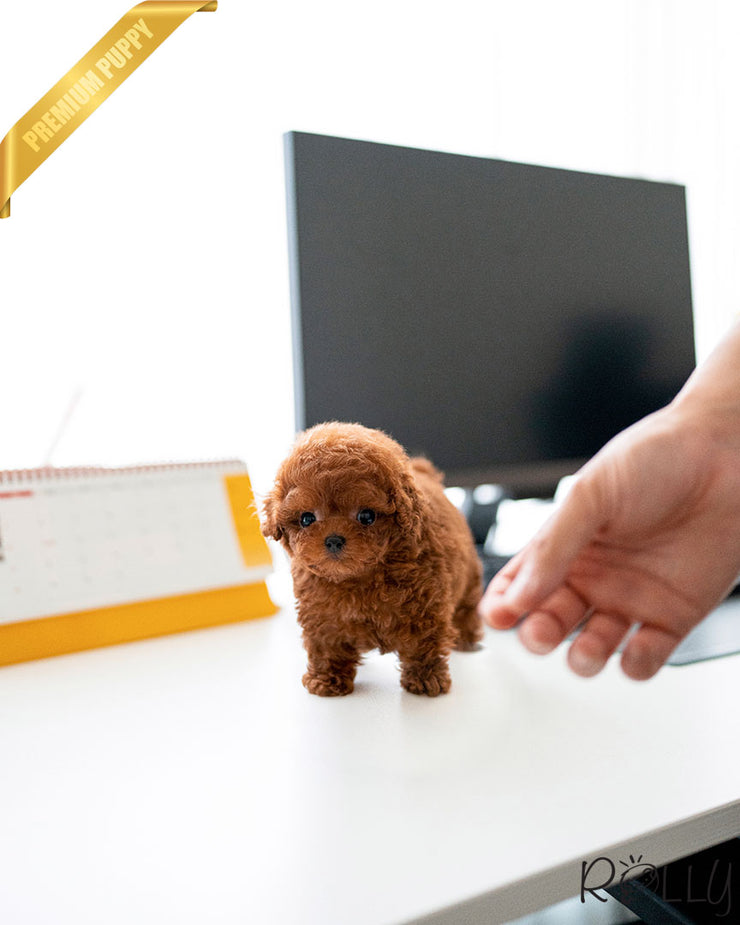 Rolly Teacup Puppies SIMBA - MALE (PURCHASED by MENISY).