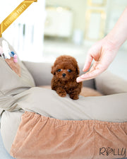 Rolly Teacup Puppies SIMBA - MALE (PURCHASED by MENISY).