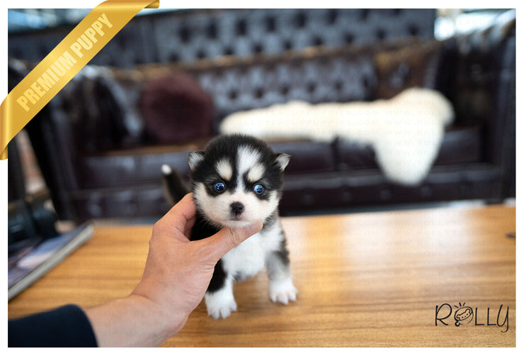 Rolly Teacup Puppies (PURCHASED by KILLAM) STORM - Pomsky. F.
