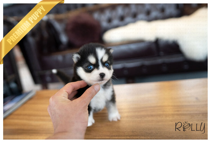 Rolly Teacup Puppies (PURCHASED by KILLAM) STORM - Pomsky. F.