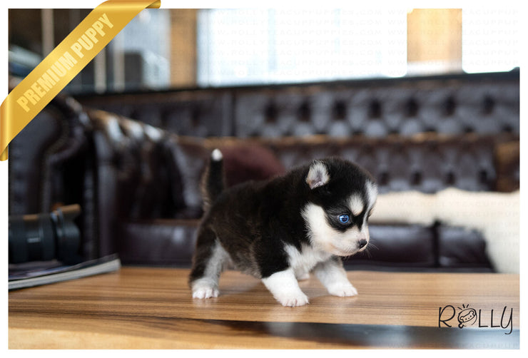 Rolly Teacup Puppies (PURCHASED by KILLAM) STORM - Pomsky. F.