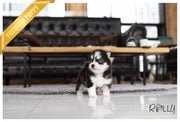 Rolly Teacup Puppies (PURCHASED by KILLAM) STORM - Pomsky. F.