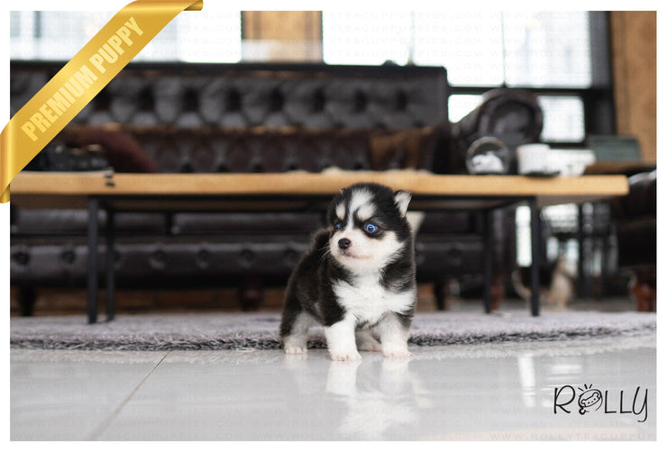 Rolly Teacup Puppies (PURCHASED by KILLAM) STORM - Pomsky. F.