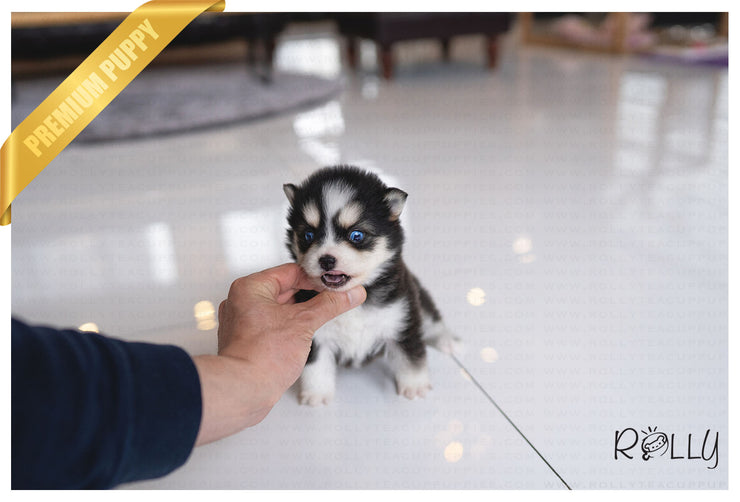 Rolly Teacup Puppies (PURCHASED by KILLAM) STORM - Pomsky. F.